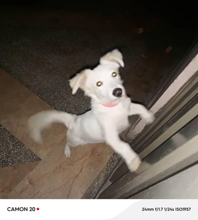 russian dog sale