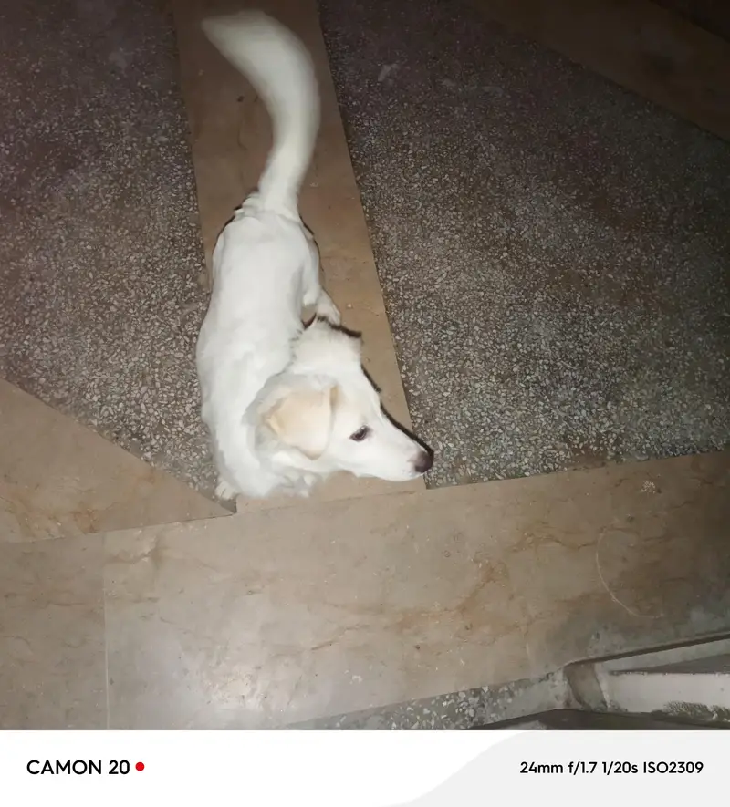 russian dog sale — photo 2