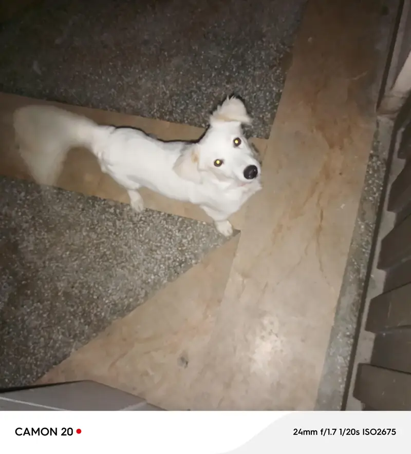 russian dog sale — photo 3