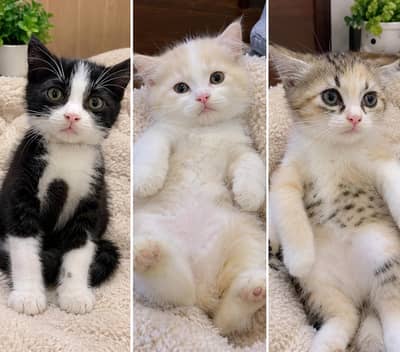 3 kitten hai
