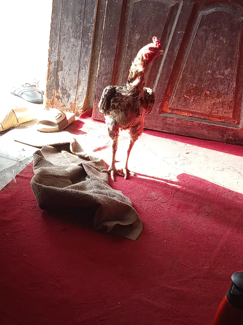 Madi par — photo 2