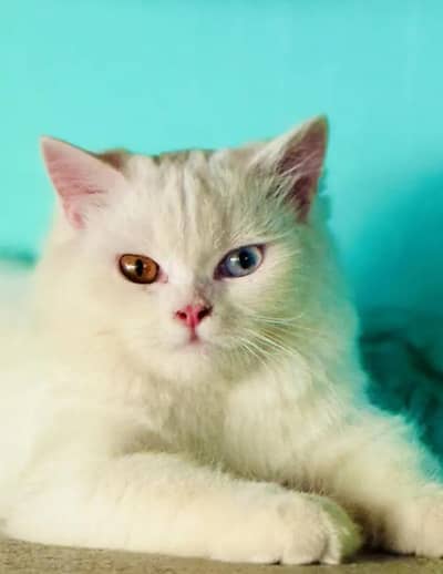 triple cote od eyes fimle full trnd cat 03489375822