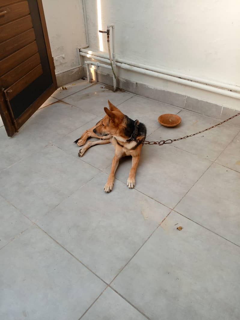 doges 1