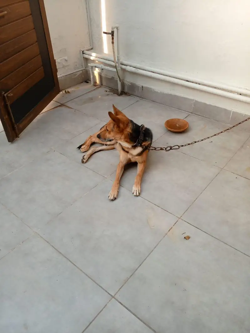 doges — photo 2