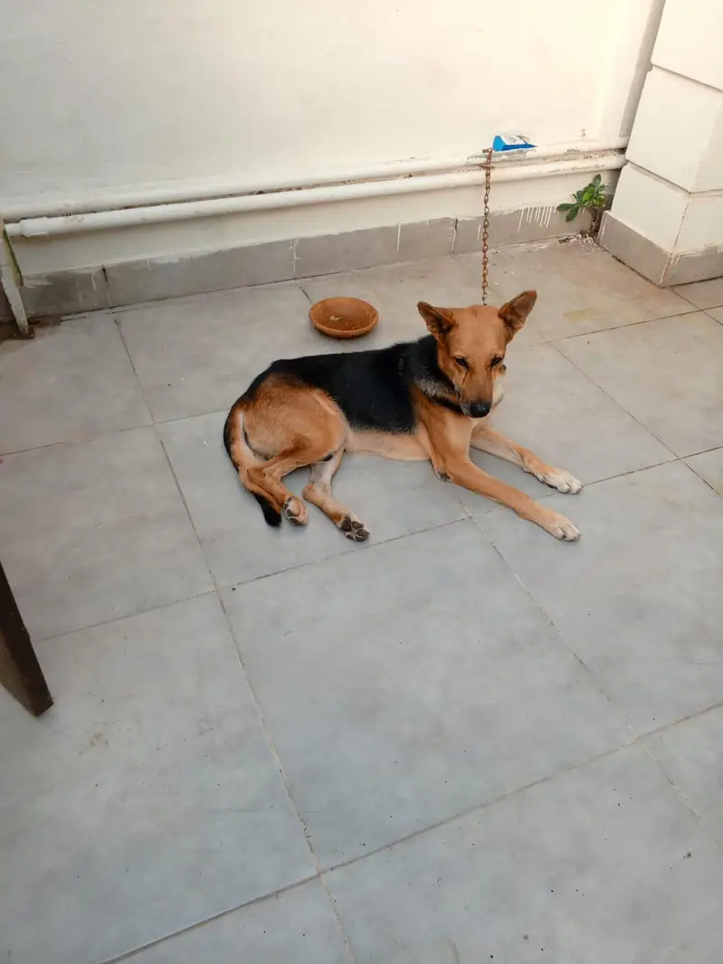 doges — photo 3