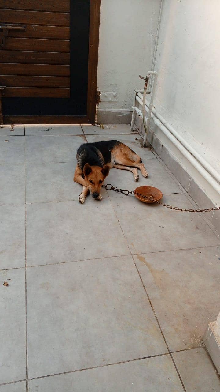 doges 3