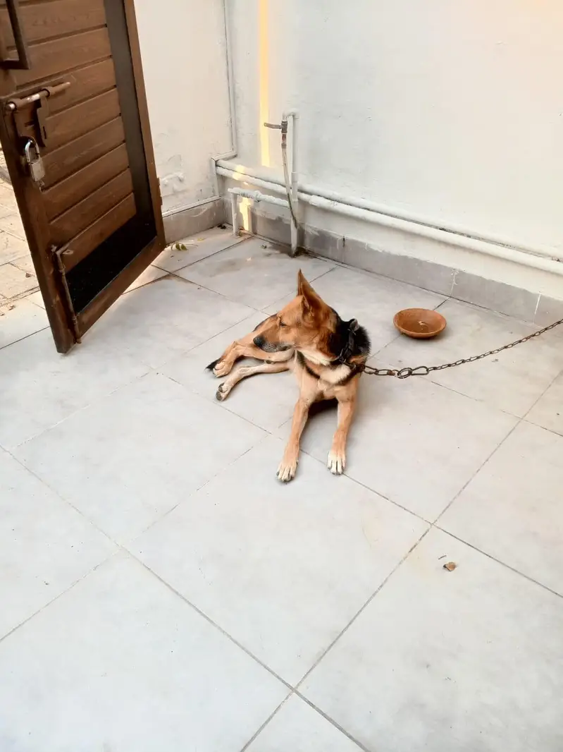 doges — photo 5