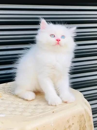 Persian kittens | triple coat | fluffy | 0327//64100//26