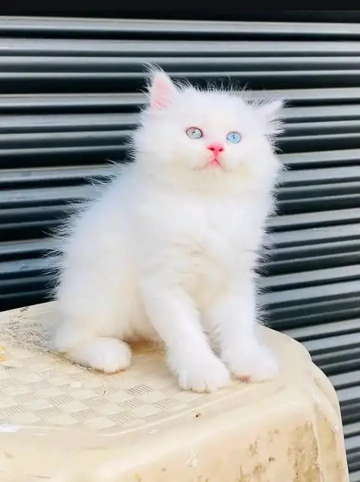 Persian kittens | triple coat | fluffy | 0327//64100//26