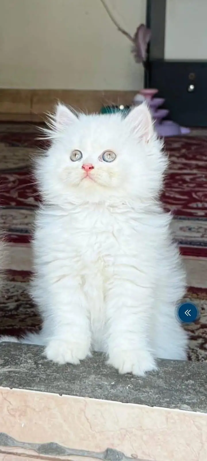 Persian kittens | triple coat | fluffy | 0327//64100//26 — photo 2