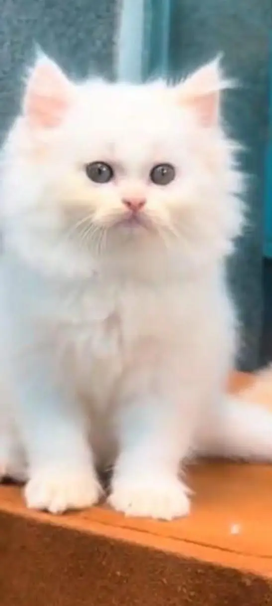 Persian kittens | triple coat | fluffy | 0327//64100//26 — photo 3