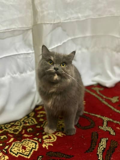 Persian cat For Sale