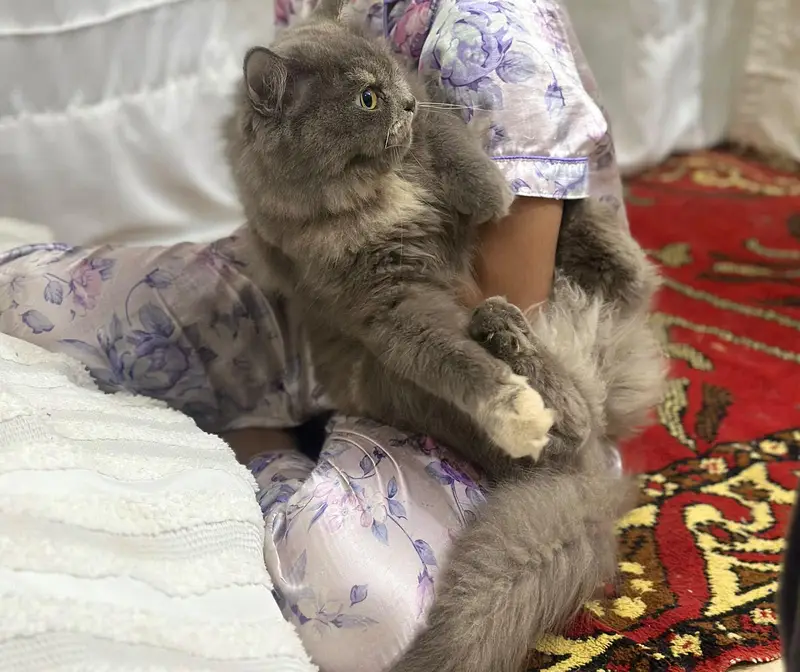 Persian cat For Sale — photo 2