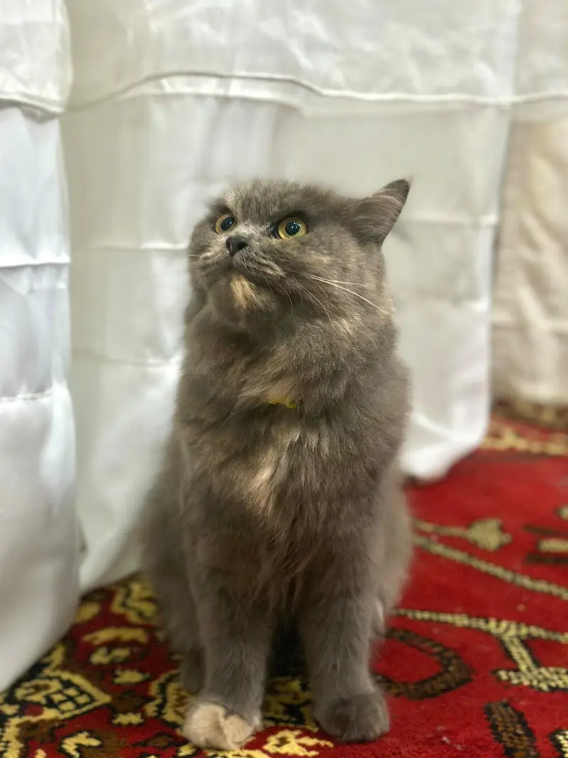 Persian cat For Sale — photo 3