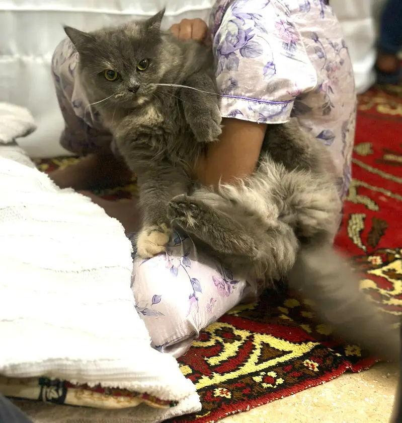 Persian cat For Sale — photo 4