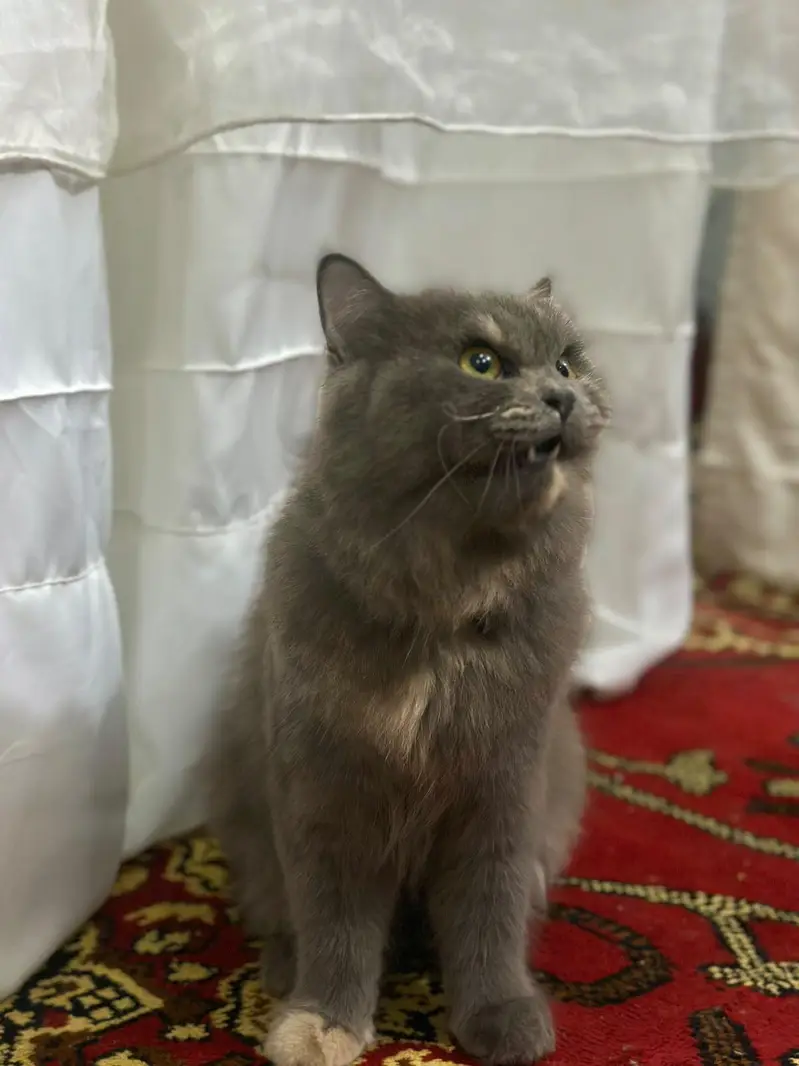 Persian cat For Sale — photo 5