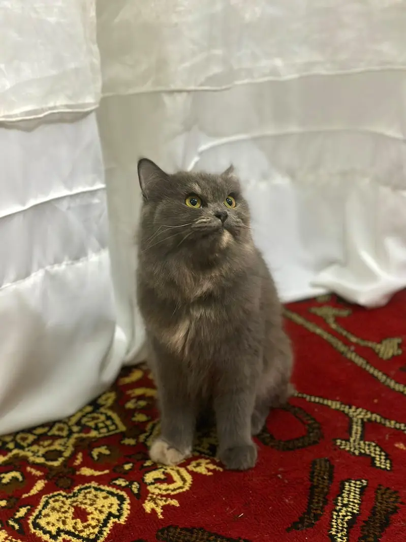 Persian cat For Sale — photo 6