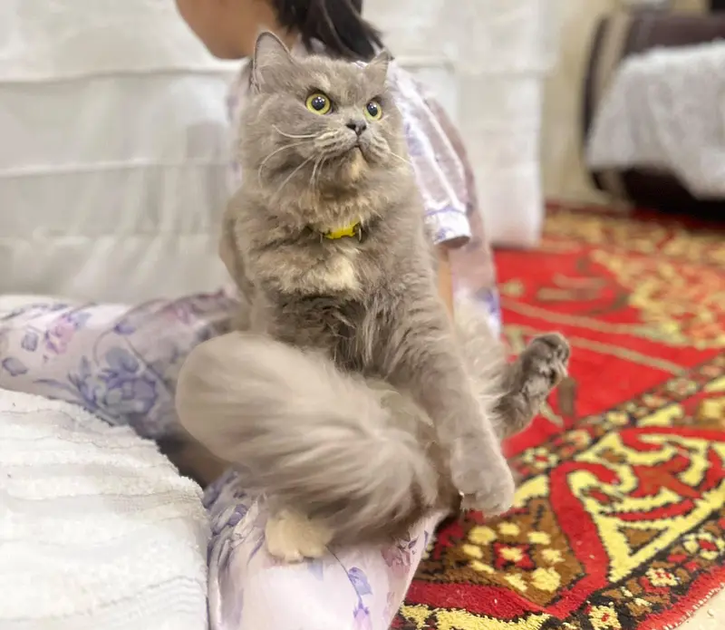Persian cat For Sale — photo 7