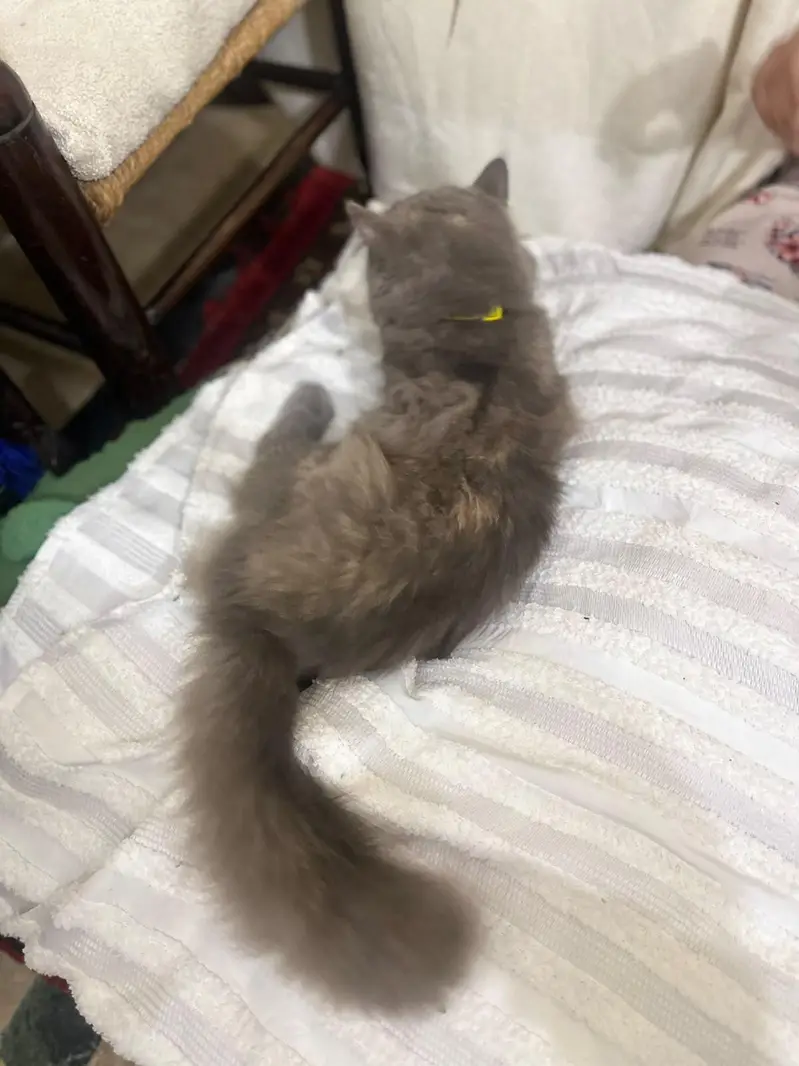 Persian cat For Sale — photo 8