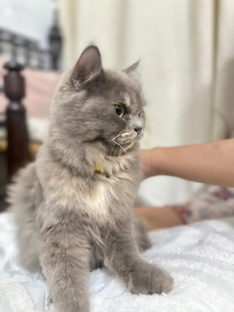 Persian cat For Sale — photo 9