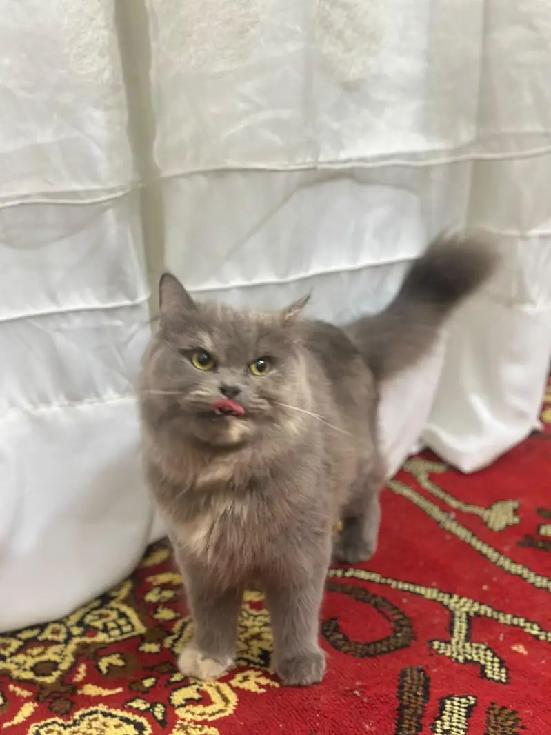 Persian cat For Sale — photo 10