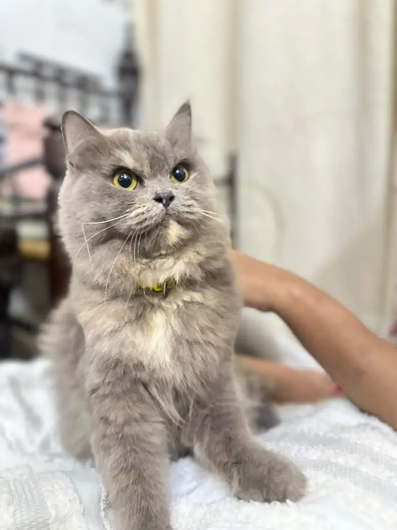 Persian cat For Sale — photo 11
