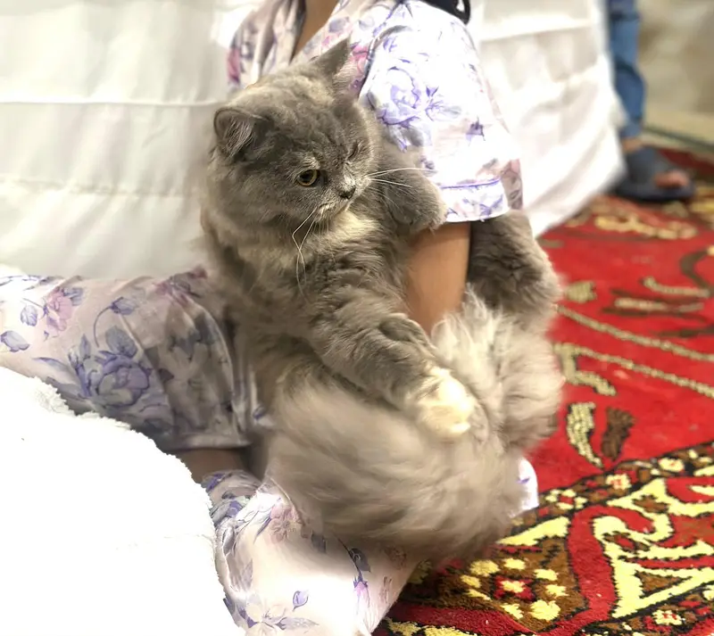 Persian cat For Sale — photo 12