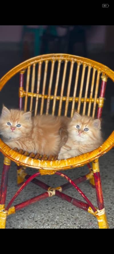 Persian kittens | triple coat | fluffy | 0327//64100//26