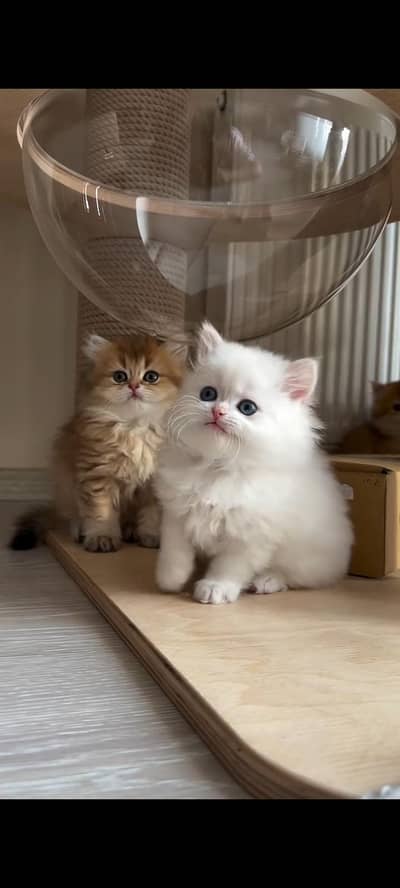 Persian kittens | triple coat | fluffy | 0327//64100//26