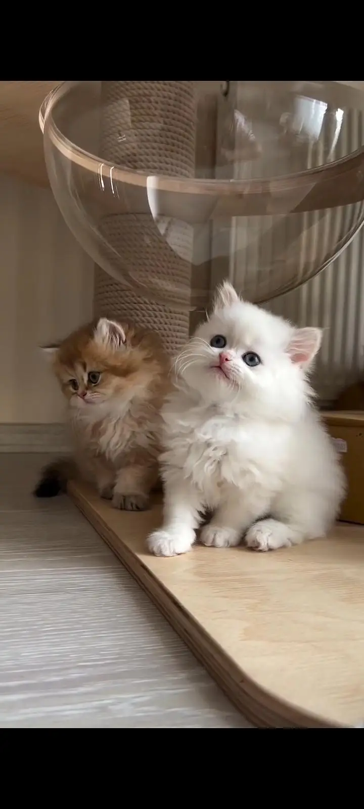 Persian kittens | triple coat | fluffy | 0327//64100//26 — photo 4