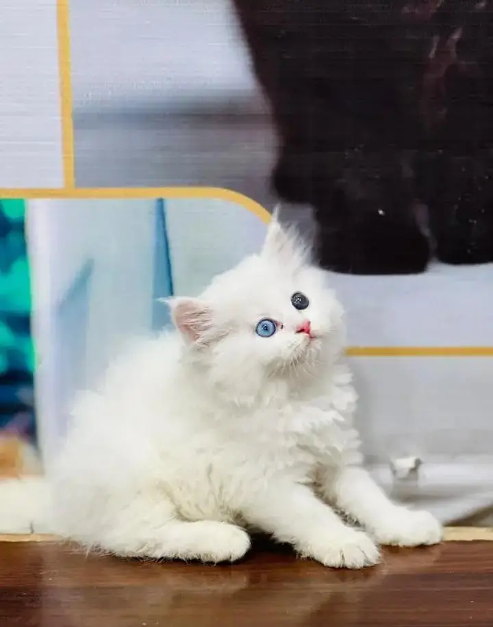 Persian kittens | triple coat | fluffy | 0327//64100//26