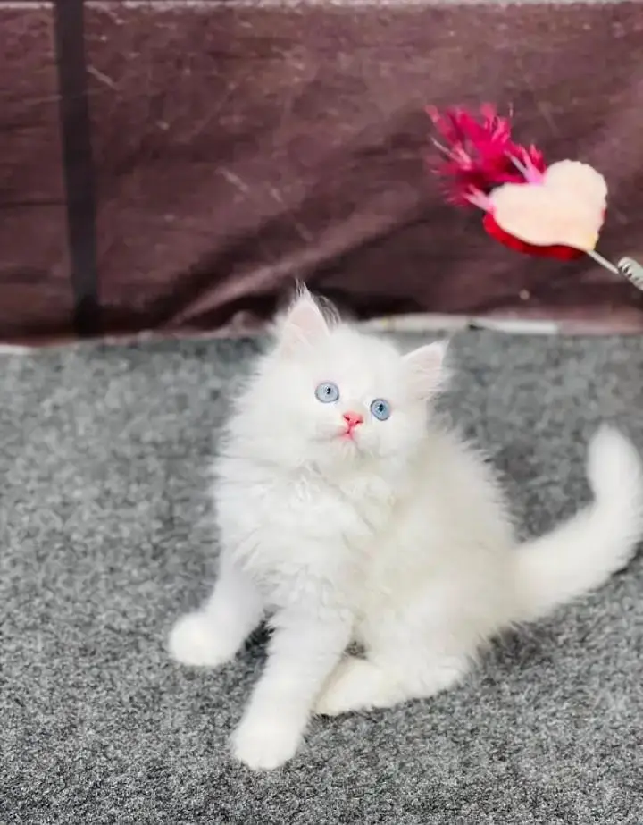 Persian kittens | triple coat | fluffy | 0327//64100//26 — photo 2