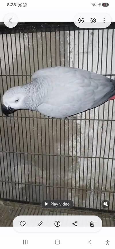 huge size breader female all ok
