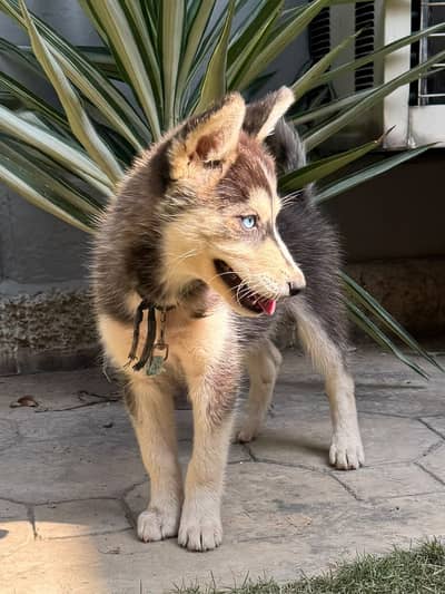 2-Month-Old Siberian Husky Puppy | Beautiful Odd Eyes
