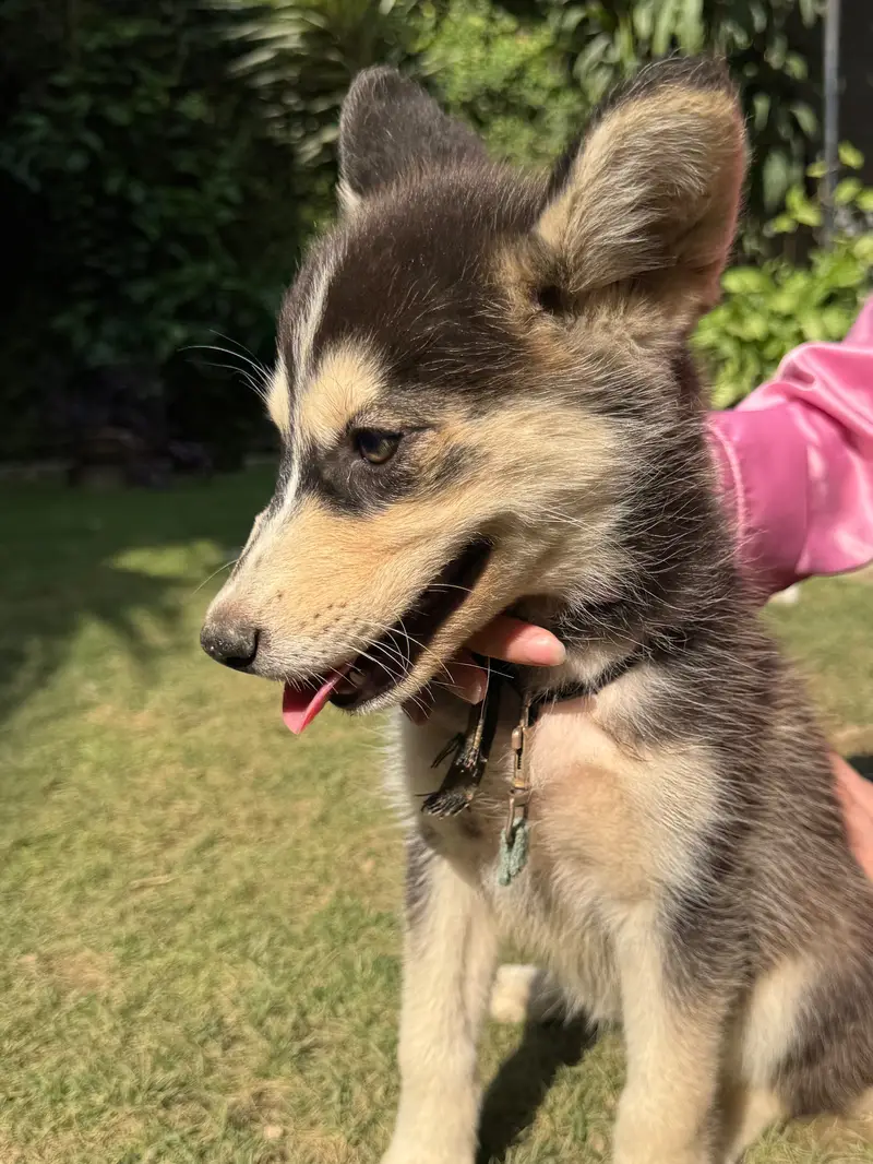 2-Month-Old Siberian Husky Puppy | Beautiful Odd Eyes — photo 2