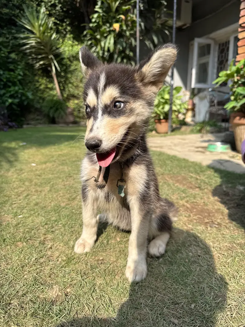 2-Month-Old Siberian Husky Puppy | Beautiful Odd Eyes — photo 3