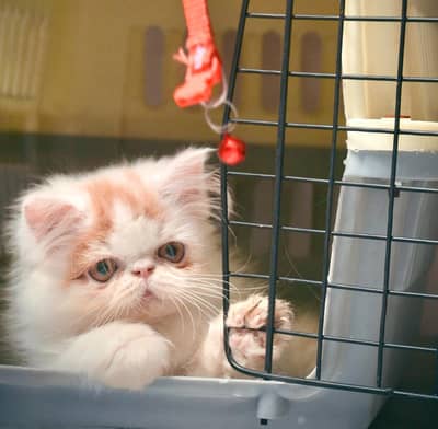 Scottish fold/persian/long hair/piki/peke /cat kitten