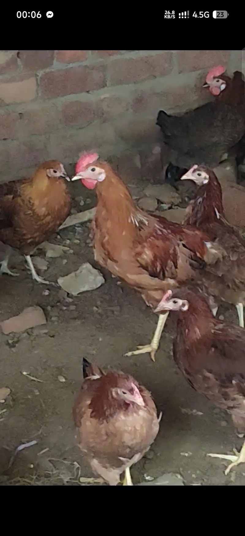 gar ki pali hui murgiyn available ha starter ha kuch full ready ha — photo 3