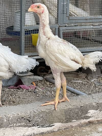 Aseel Heera Qandhari Chick Male
