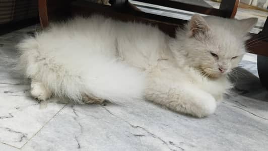 Male Persian cat for sale