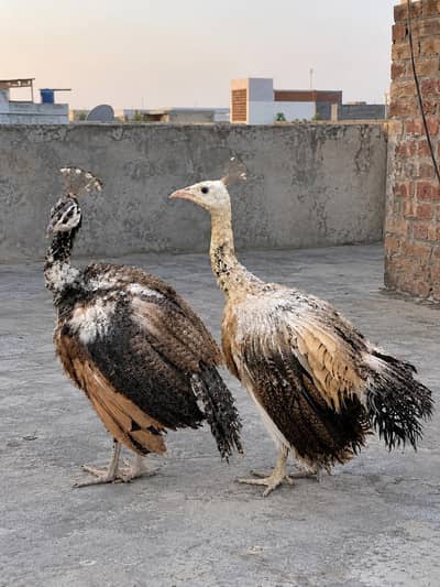peocock pair