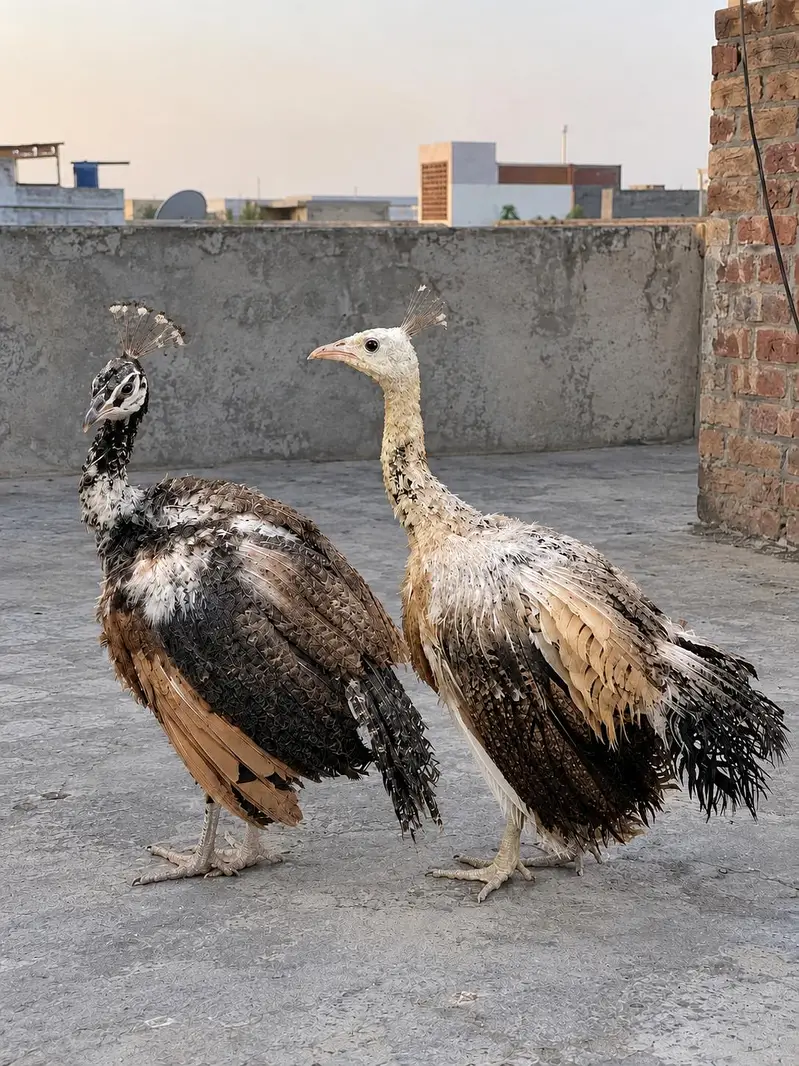 peocock pair