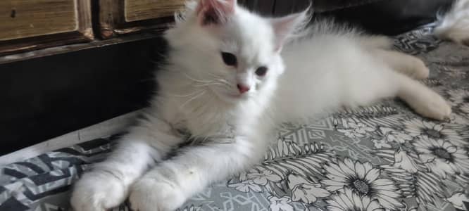 white Persian kitten for sale