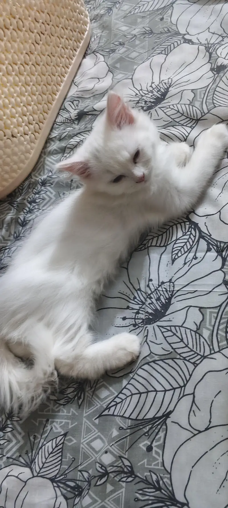 white Persian kitten for sale — photo 2