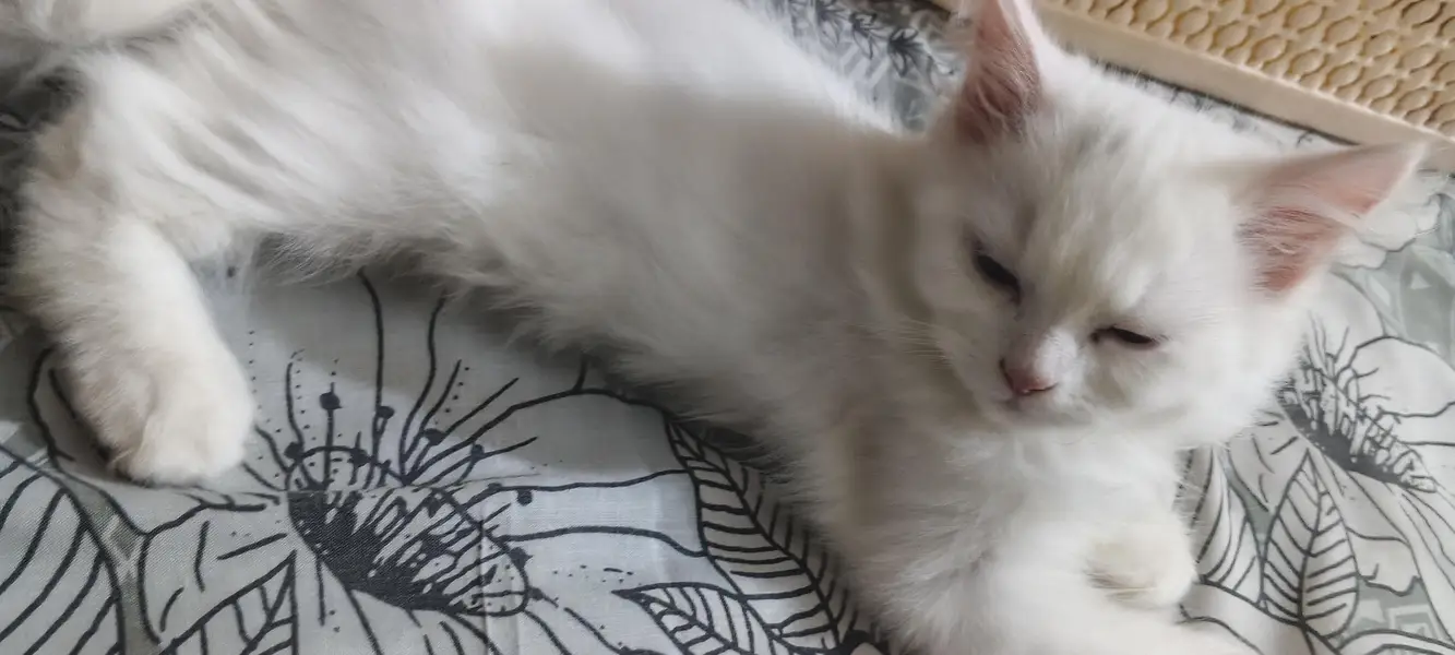 white Persian kitten for sale — photo 3