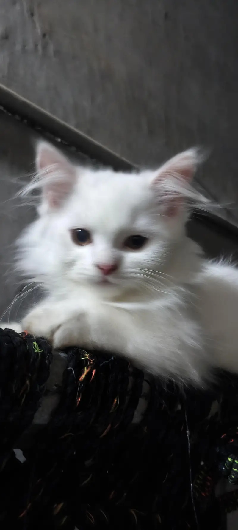 white Persian kitten for sale — photo 4