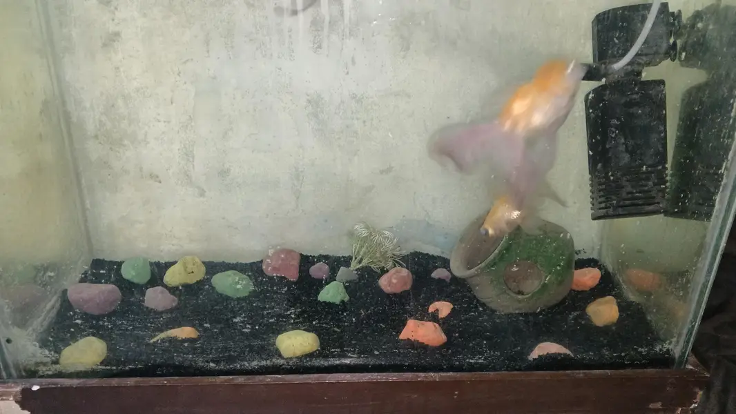 aquarium with fishes for sale — photo 2