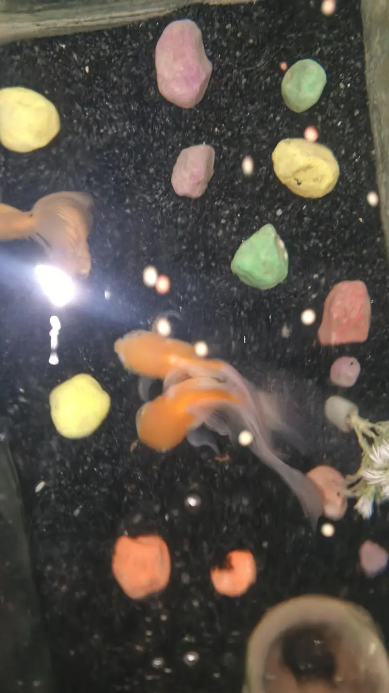aquarium with fishes for sale — photo 3