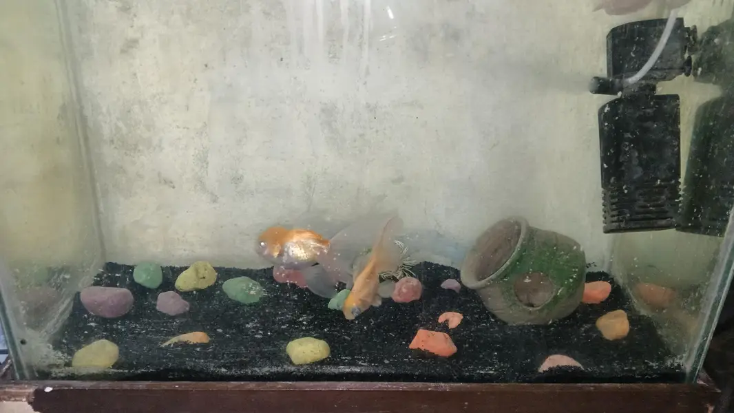 aquarium with fishes for sale — photo 4