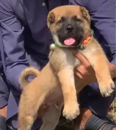 Kurdish kangal / security dog / king kurdish kangal puppies
